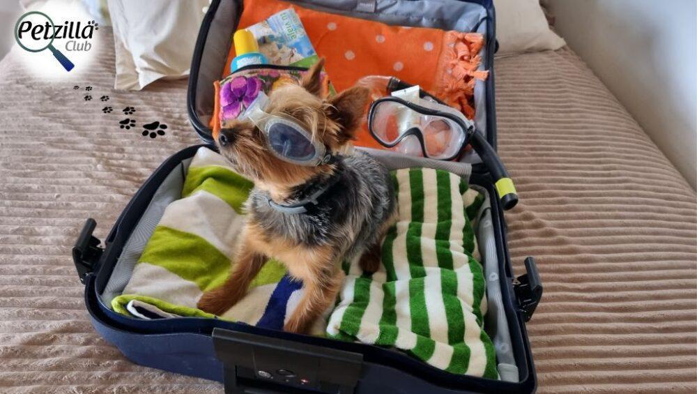 Disfrutar de tus vacaciones viajando con tu mascota